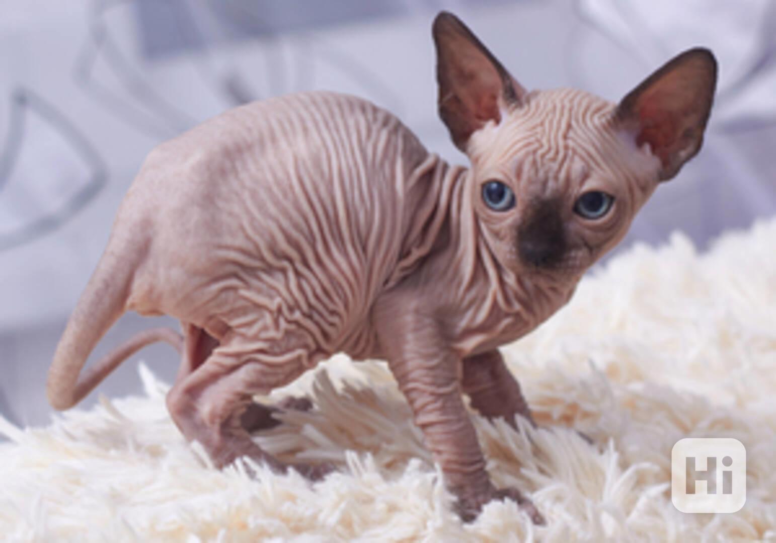 Koťátko sphynxe k dispozici - foto 1