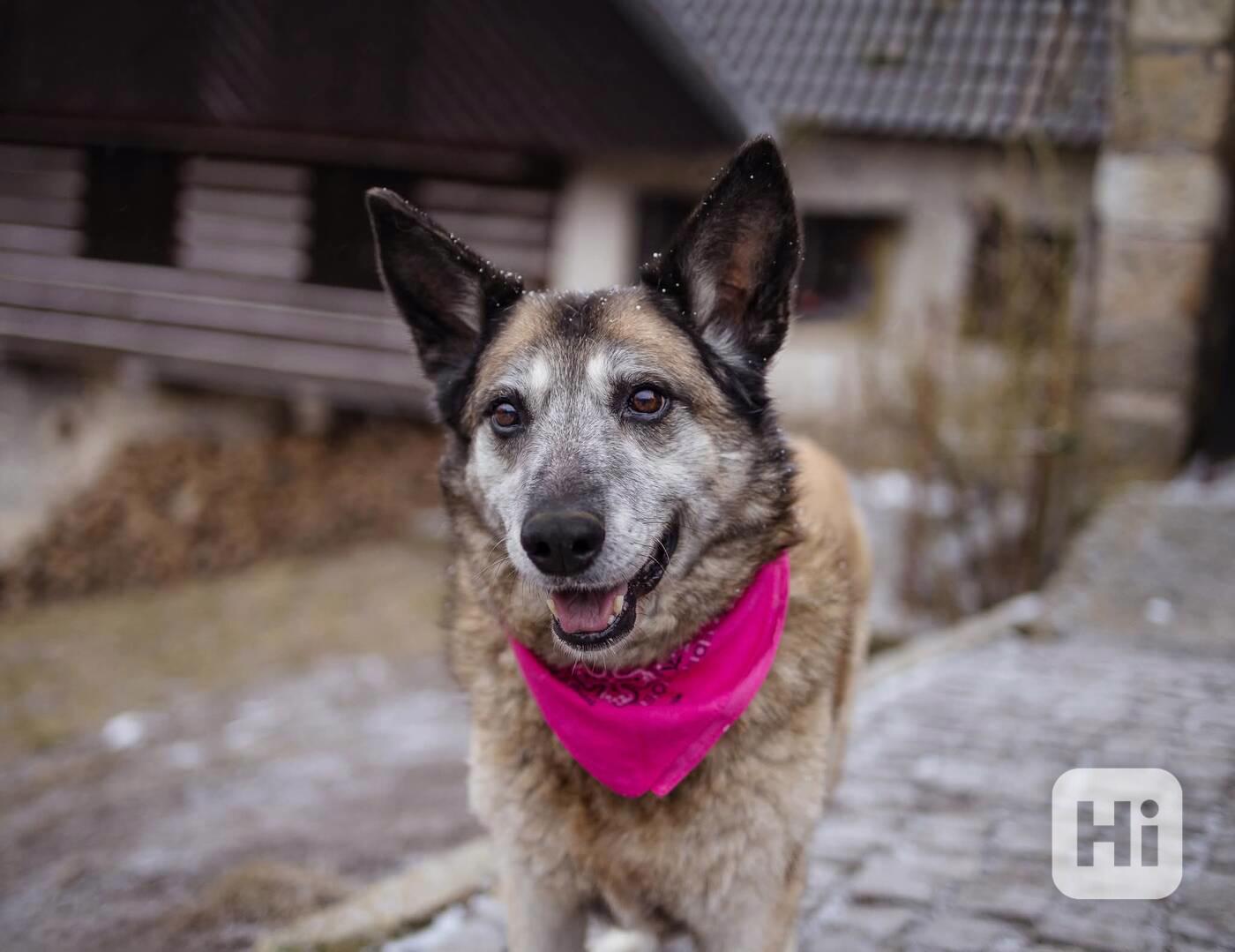 LEONKA - 25 kg, kastrovaná fenečka 10 let  - foto 1