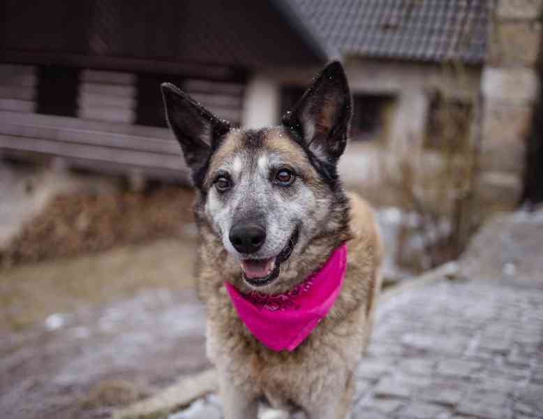 LEONKA - 25 kg, kastrovaná fenečka 10 let  - foto 1