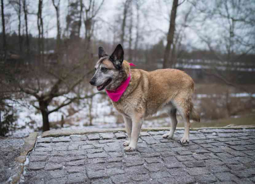 LEONKA - 25 kg, kastrovaná fenečka 10 let  - foto 2