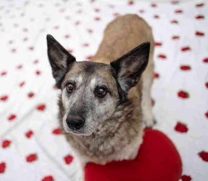 LEONKA - 25 kg, kastrovaná fenečka 10 let  - foto 5