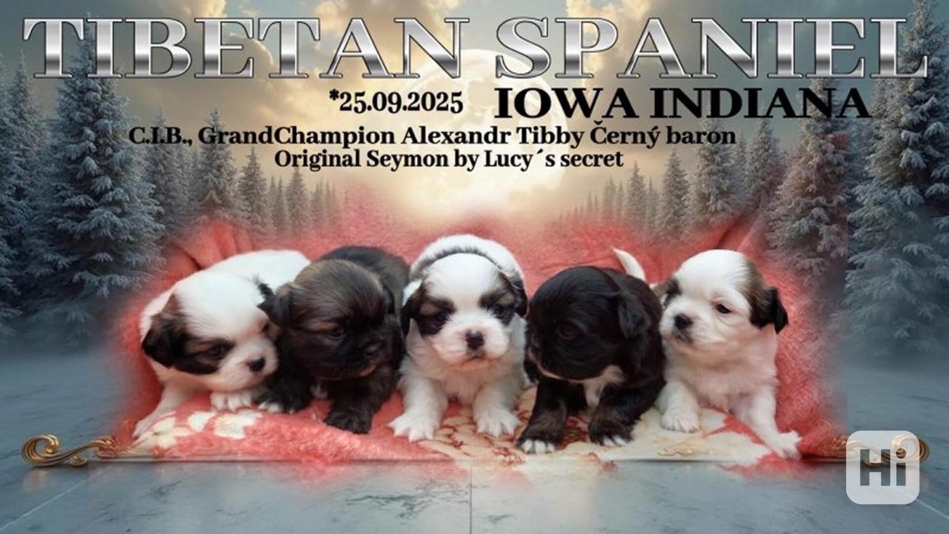 Tibetský španěl - Tibetan Spaniel - s PP - foto 1