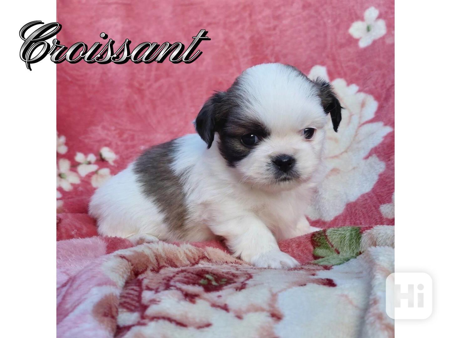 Tibetský španěl - Tibetan Spaniel - s PP - foto 1