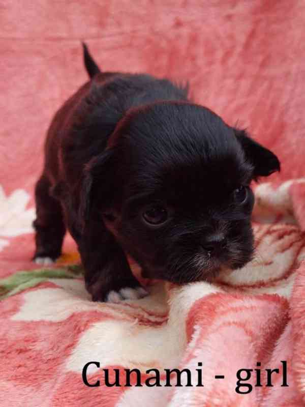 Tibetský španěl - Tibetan Spaniel - s PP - foto 5