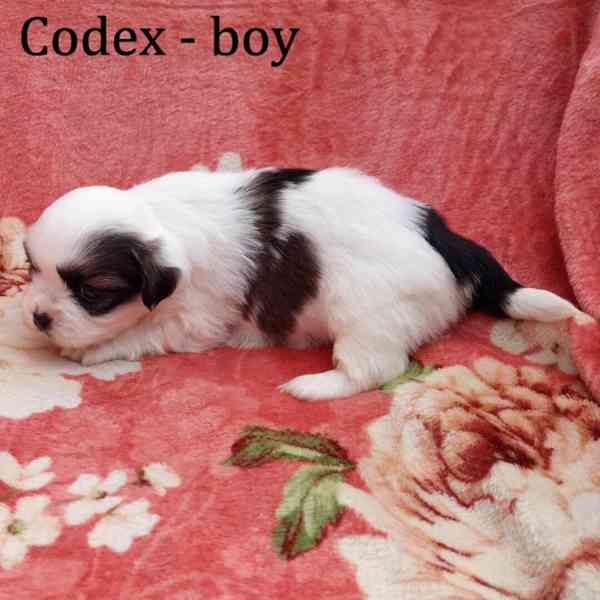 Tibetský španěl - Tibetan Spaniel - s PP - foto 4