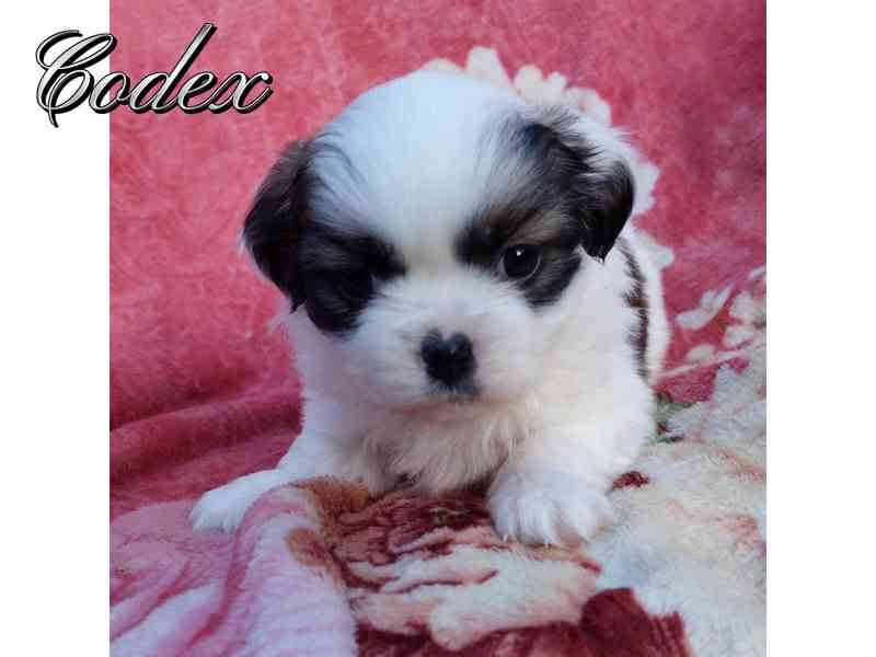 Tibetský španěl - Tibetan Spaniel - s PP - foto 2