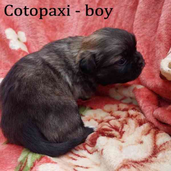Tibetský španěl - Tibetan Spaniel - s PP - foto 3