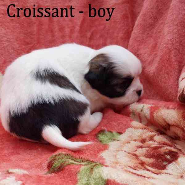 Tibetský španěl - Tibetan Spaniel - s PP - foto 2