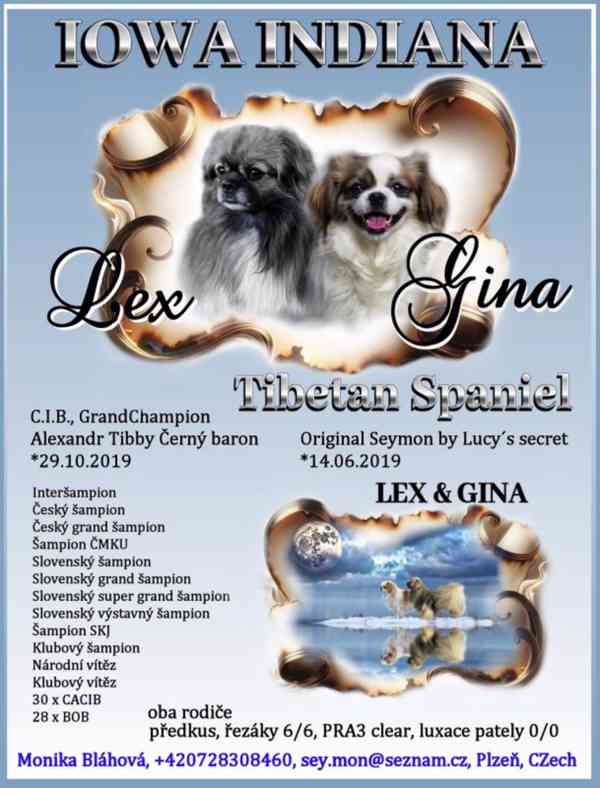 Tibetský španěl - Tibetan Spaniel - s PP - foto 3