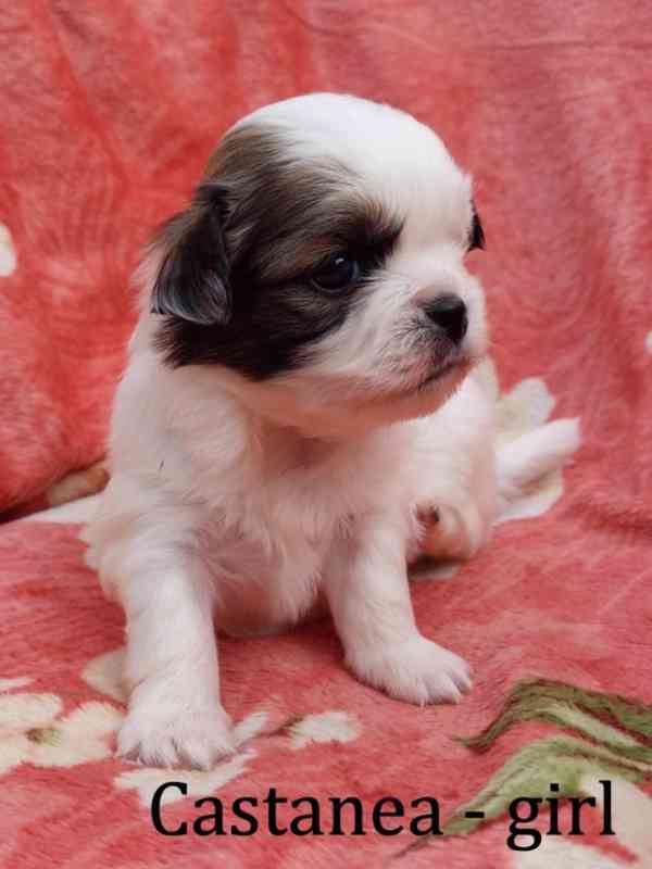 Tibetský španěl - Tibetan Spaniel - s PP - foto 6