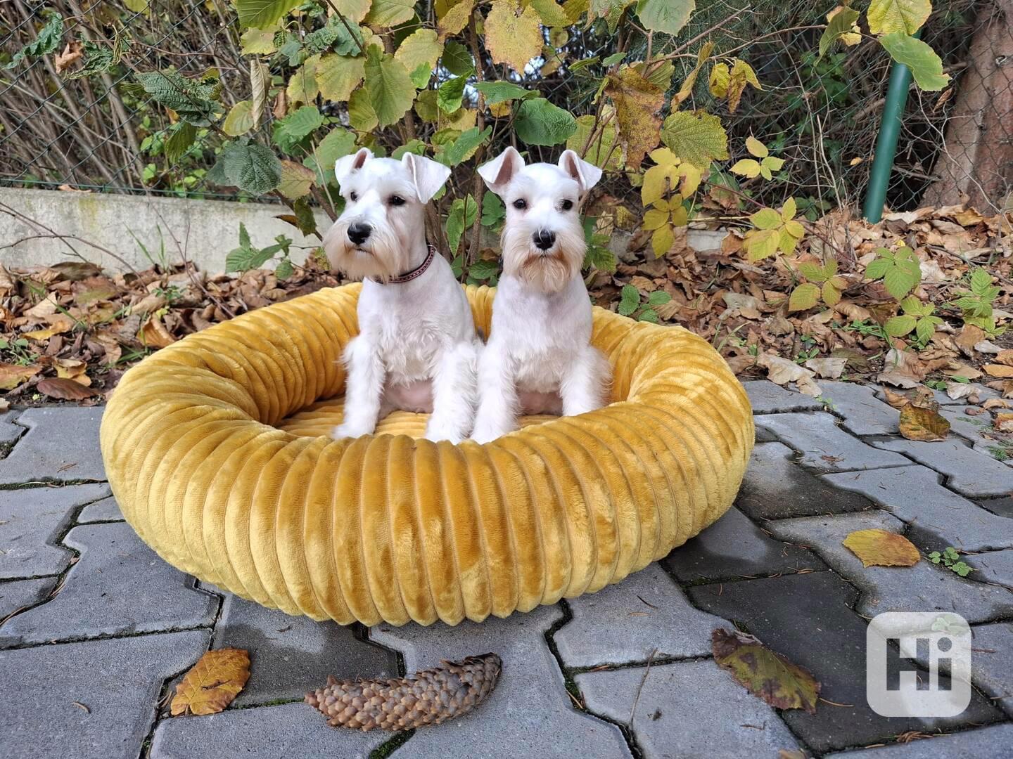 Knírač malý bílý - štěňata s PP fenky - foto 1