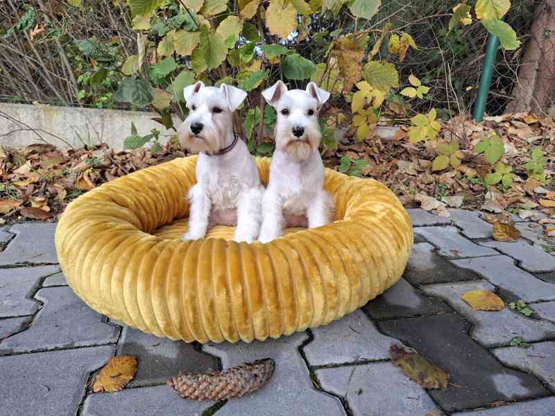 Knírač malý bílý - štěňata s PP fenky - foto 1