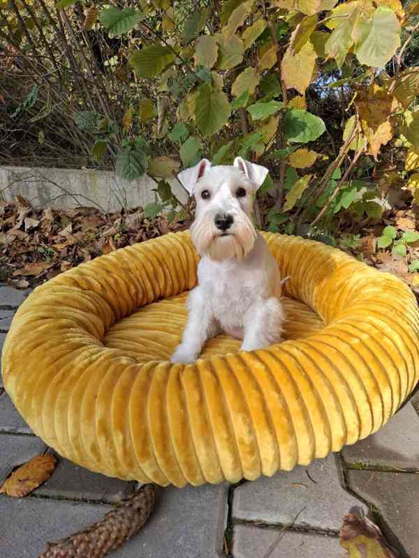 Knírač malý bílý - štěňata s PP fenky - foto 5