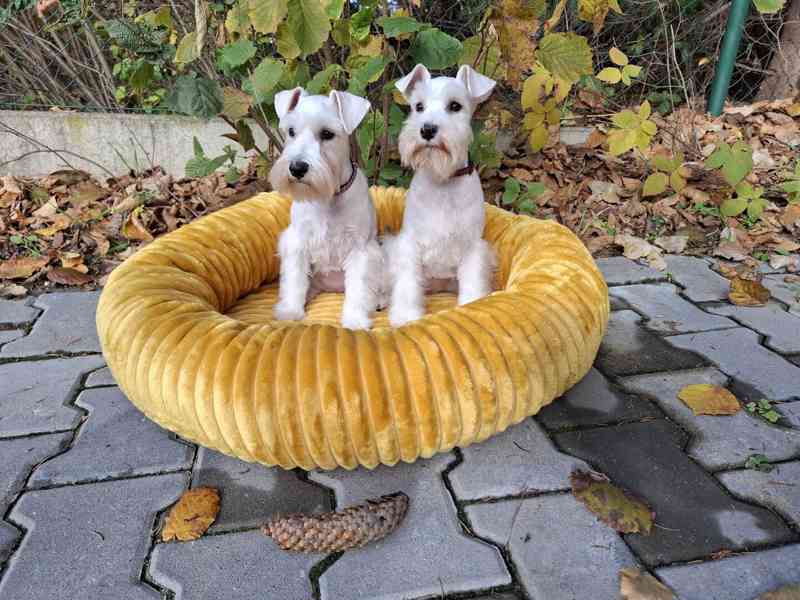 Knírač malý bílý - štěňata s PP fenky - foto 3