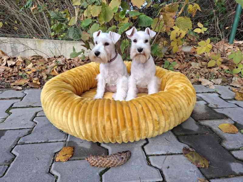 Knírač malý bílý - štěňata s PP fenky - foto 2