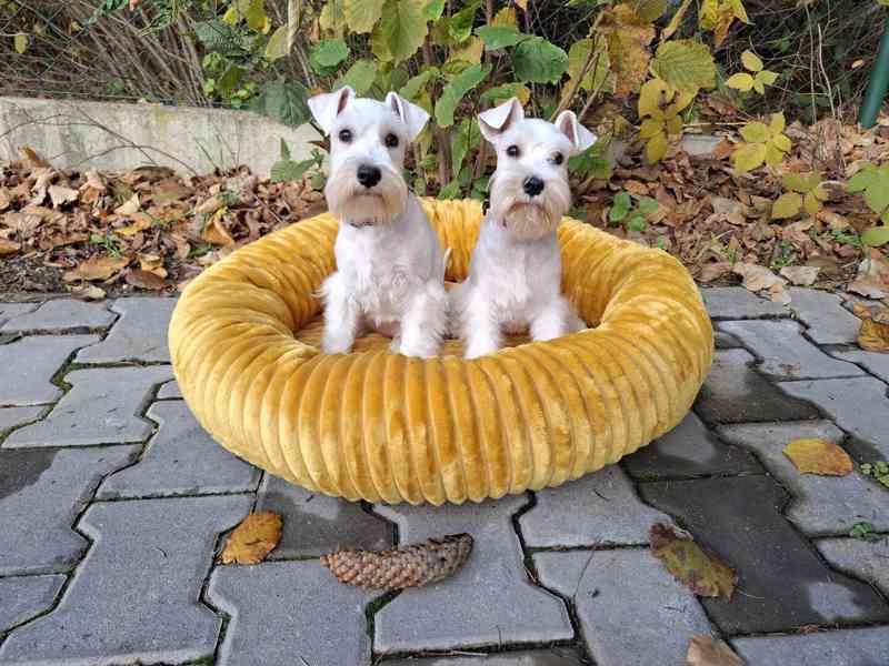 Knírač malý bílý - štěňata s PP fenky - foto 4