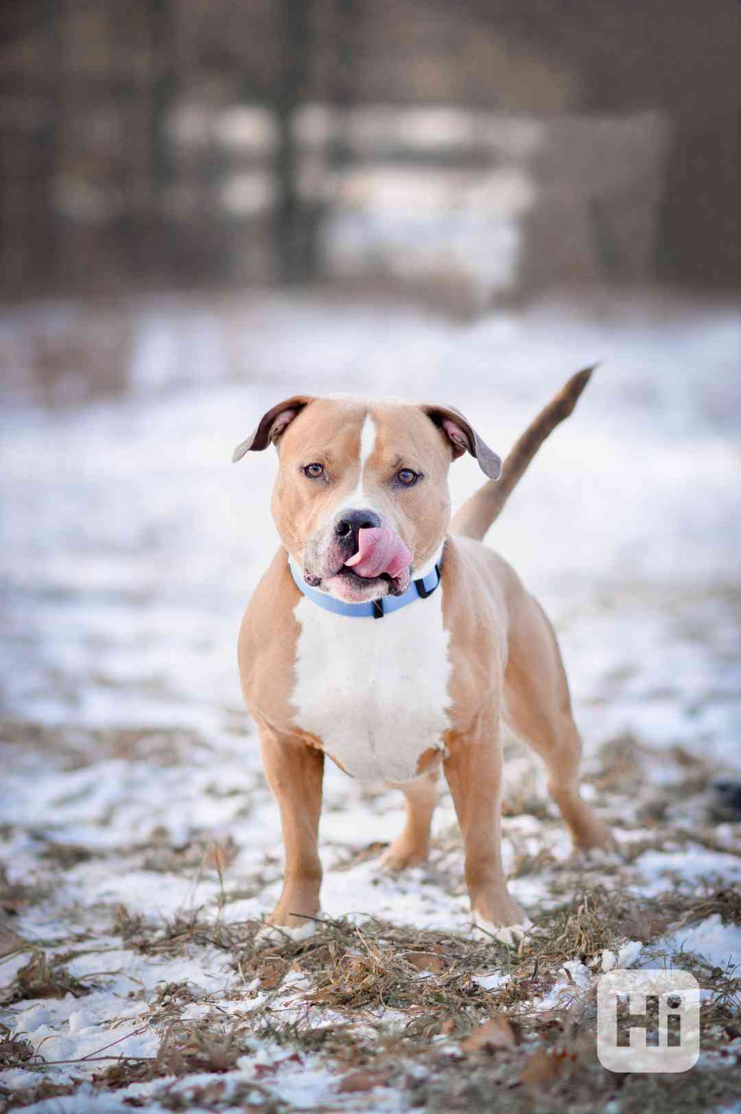 Chiro - aktivní, x bull, 3 roky  - foto 1