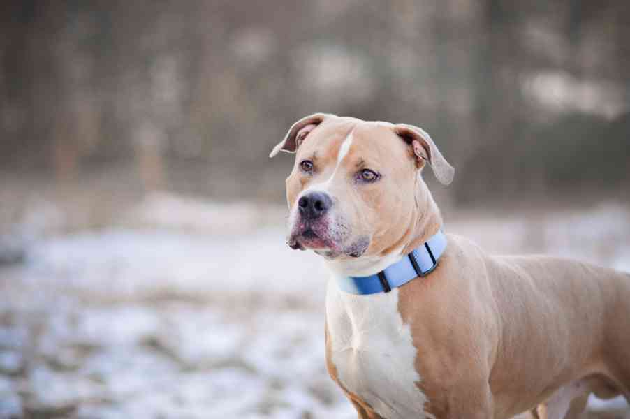 Chiro - aktivní, x bull, 3 roky  - foto 7