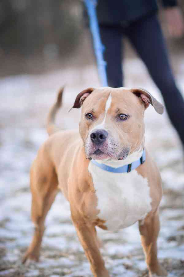 Chiro - aktivní, x bull, 3 roky  - foto 6