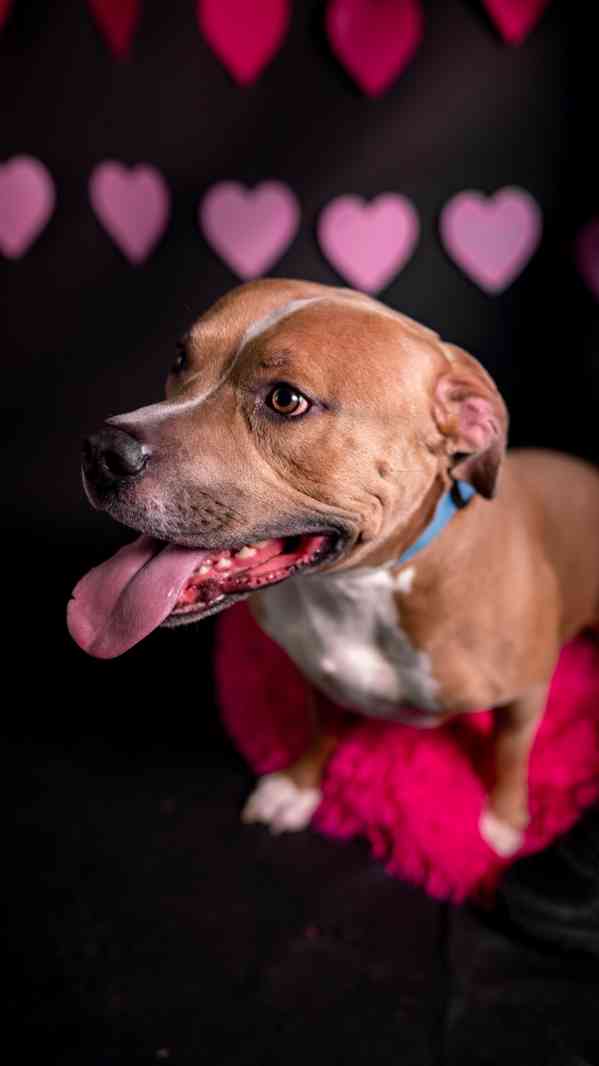 Chiro - aktivní, x bull, 3 roky  - foto 9