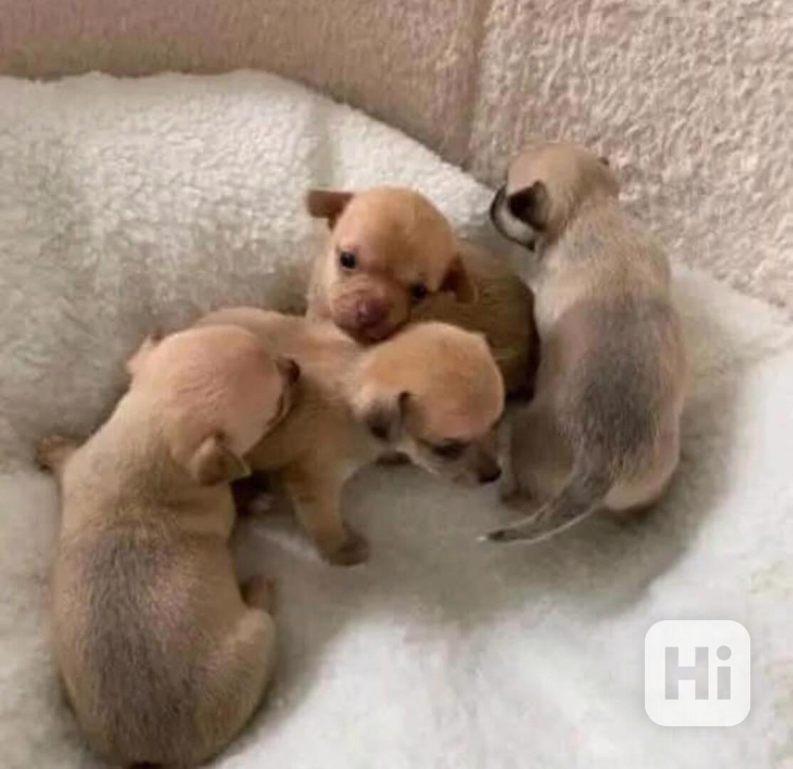 Mini Čivava štěňátko s PP  - foto 1