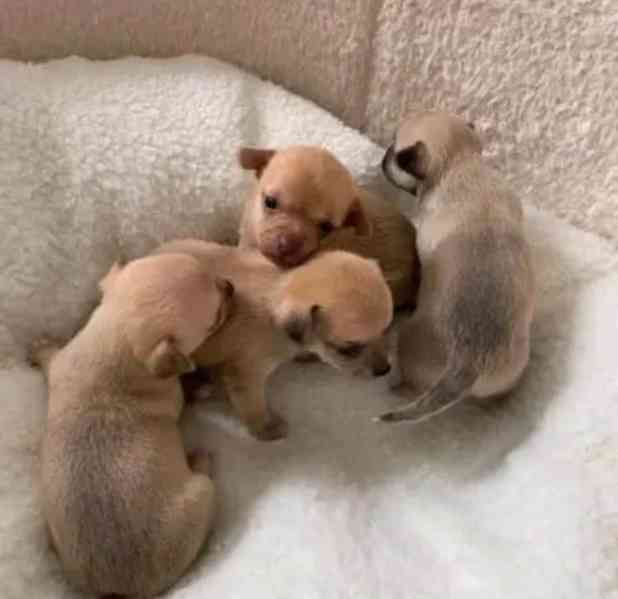 Mini Čivava štěňátko s PP  - foto 1