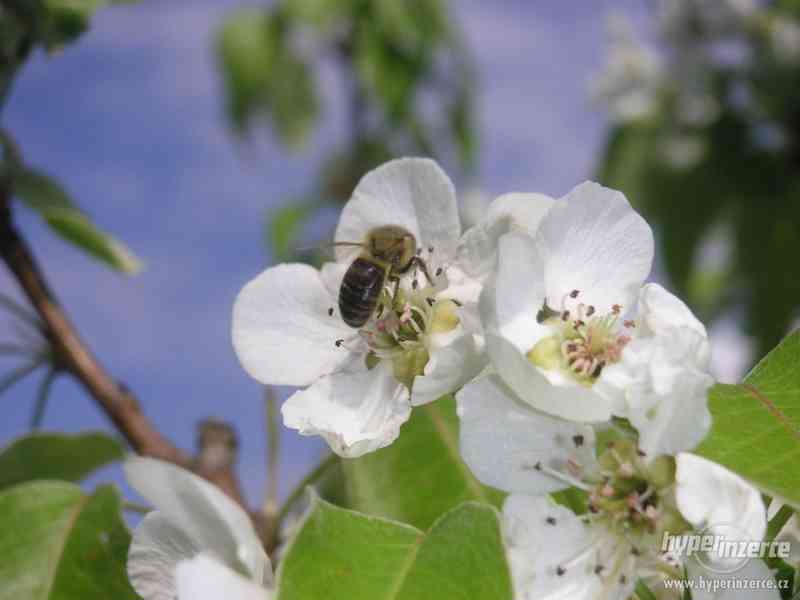 Vyzimovaná včelstva Brno - foto 1
