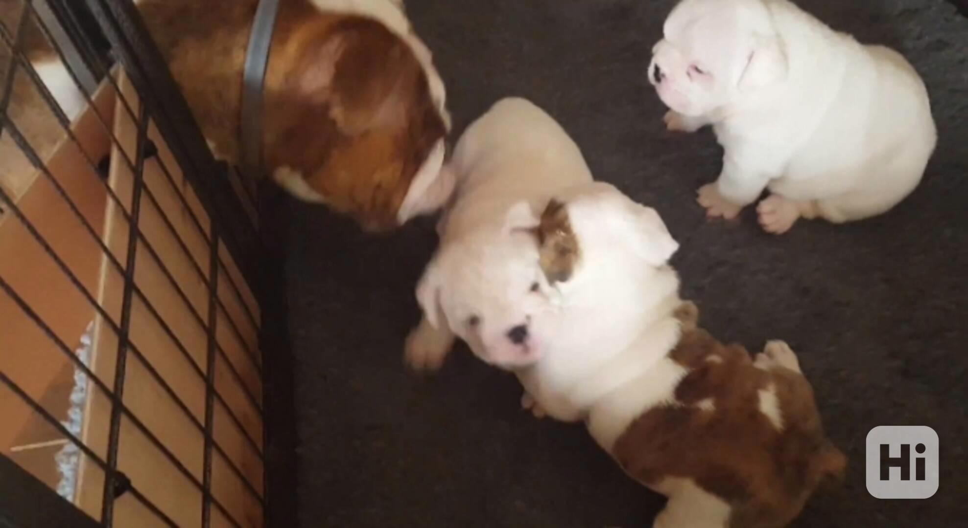 ‎🐶 Rozkošná štěňata anglického buldoka🐶 - foto 1