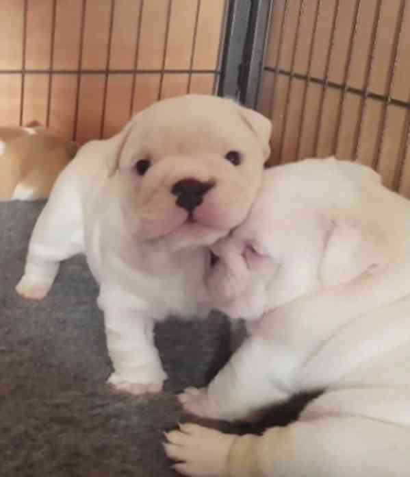 ‎🐶 Rozkošná štěňata anglického buldoka🐶 - foto 3