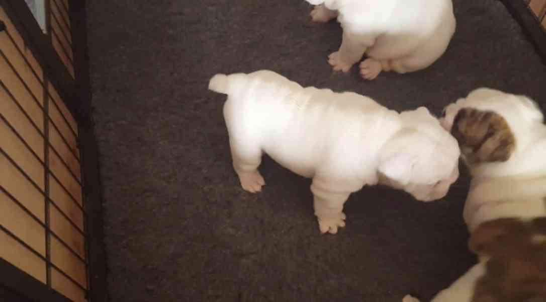 ‎🐶 Rozkošná štěňata anglického buldoka🐶 - foto 4