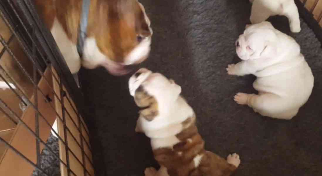 ‎🐶 Rozkošná štěňata anglického buldoka🐶 - foto 2