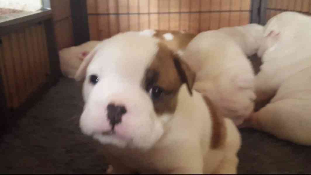 ‎🐶 Rozkošná štěňata anglického buldoka🐶 - foto 5