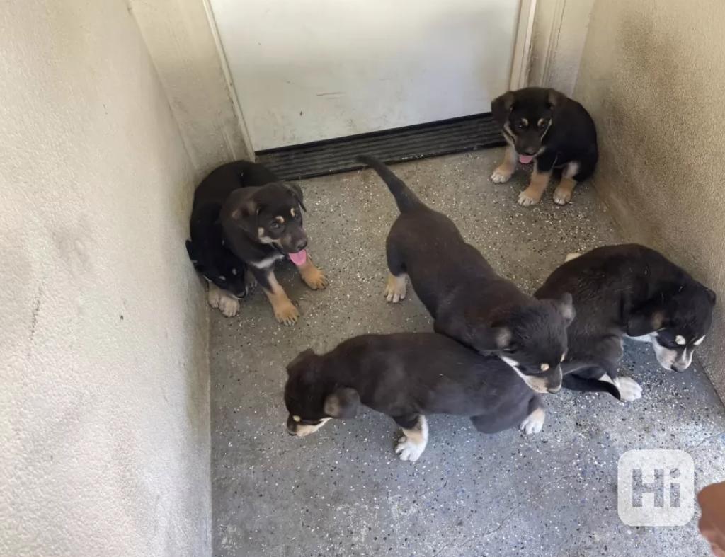 Máme štěňata českého ovčáka k adopci. - foto 1