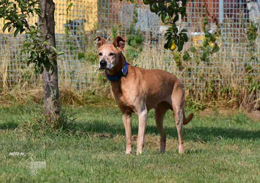 Darujeme nalezenou fenu křížence - foto 13