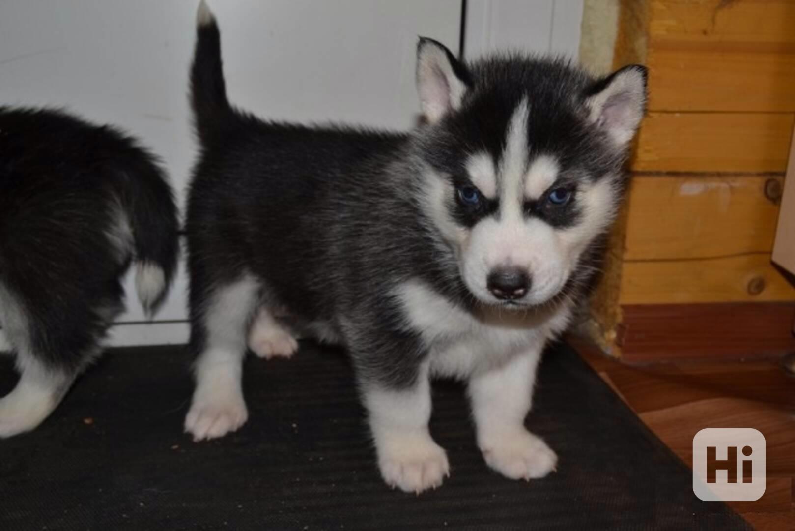 Štěňata sibiřského huskyho s modrýma očima Vychována v našem - foto 1