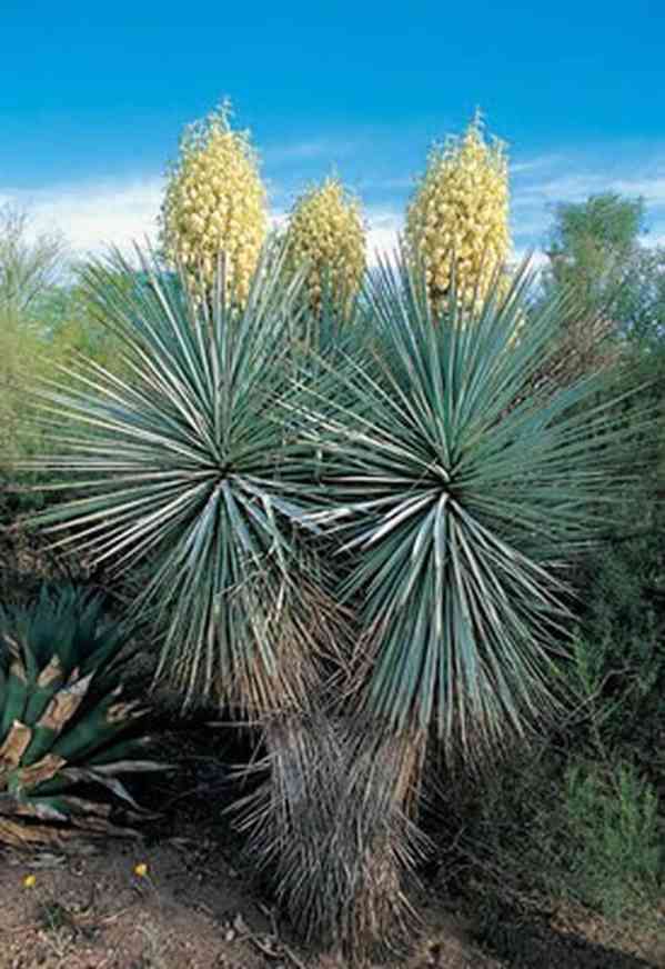 sazenice Yucca rigida - foto 1