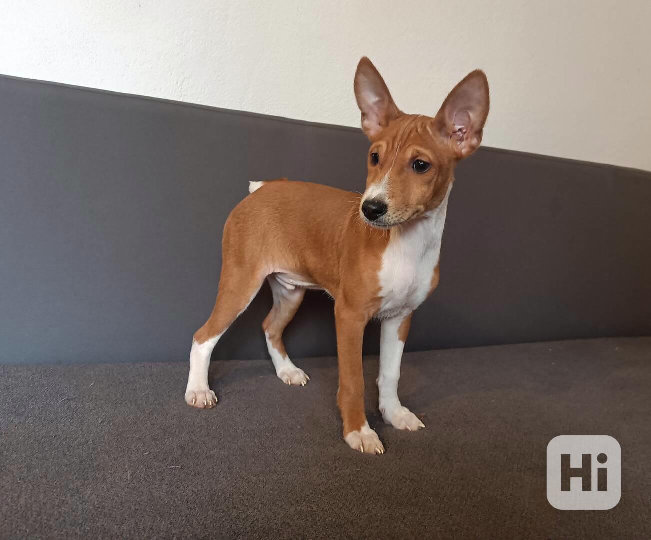 Basenji - prodám štěňata bez pp - foto 1