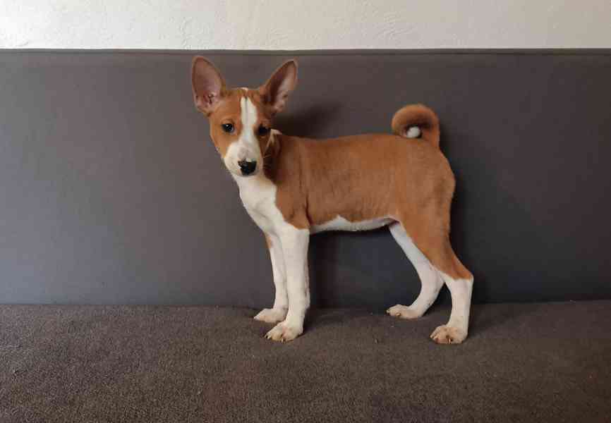 Basenji - prodám štěňata bez pp - foto 2