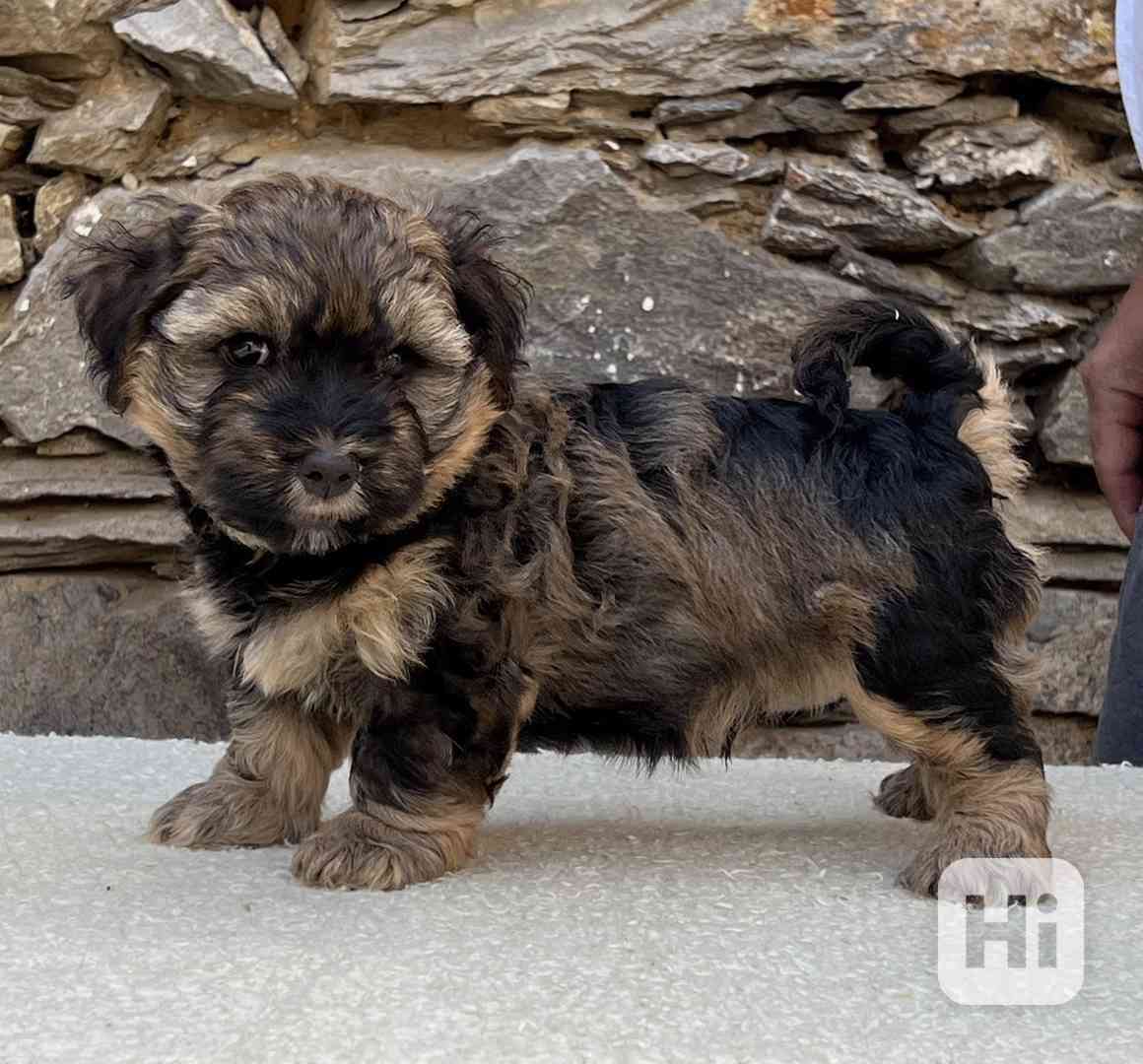 Havanský psík-bišonek - foto 1