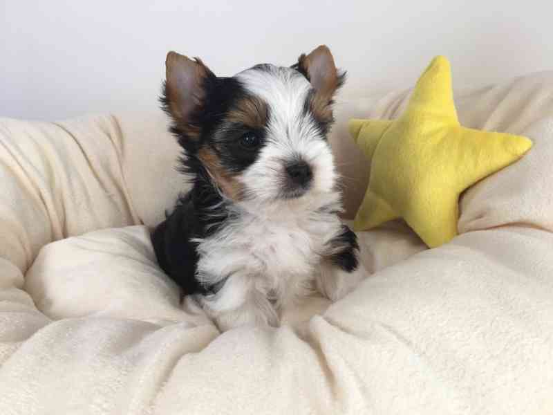 Jorkšír - prodáme štěňátka bez pp - foto 1