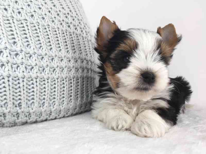 Jorkšír - prodáme štěňátka bez pp - foto 4