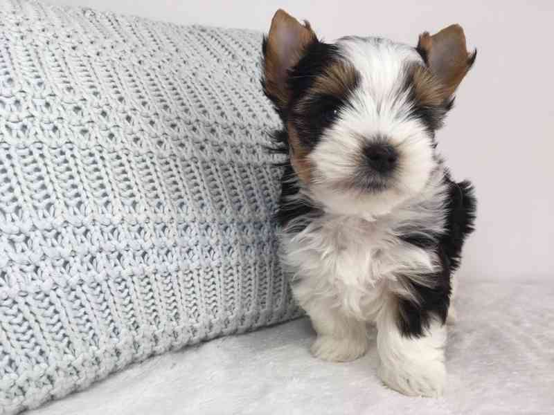 Jorkšír - prodáme štěňátka bez pp - foto 6