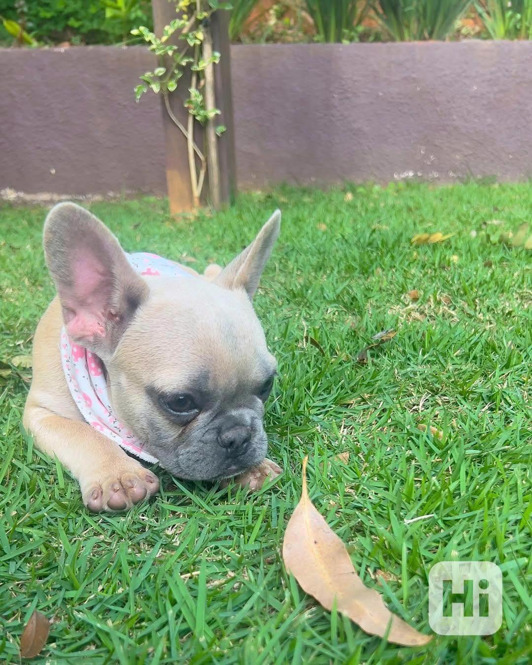 Egészséges, imádnivaló francia bulldog kölykök - foto 1