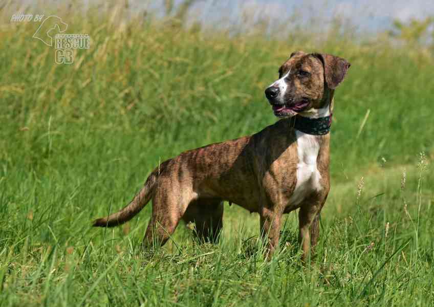 Darujeme nalezenou fenu křížence - foto 5