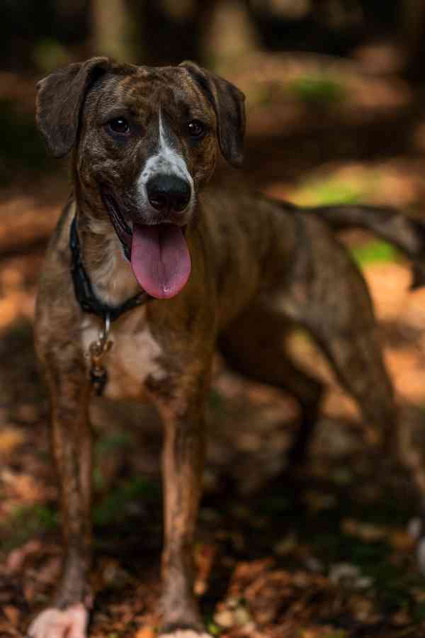 Darujeme nalezenou fenu křížence - foto 6