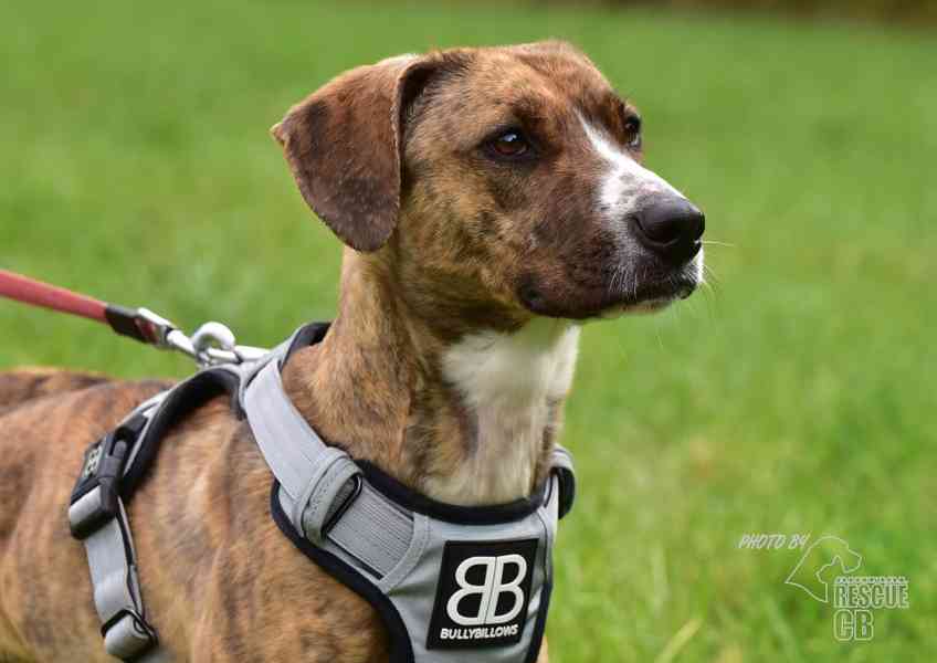 Darujeme nalezenou fenu křížence - foto 9