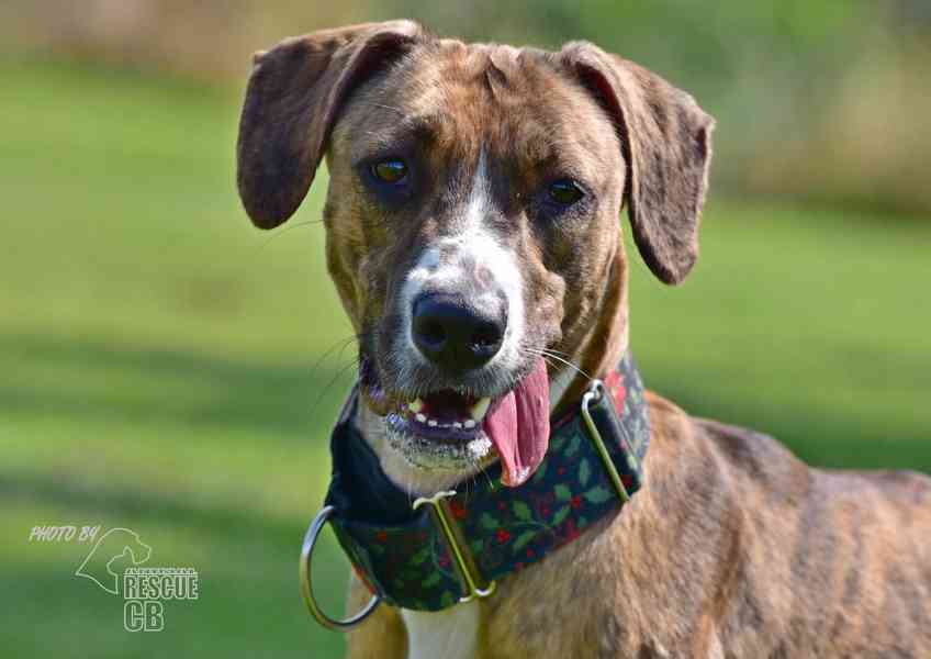 Darujeme nalezenou fenu křížence - foto 4