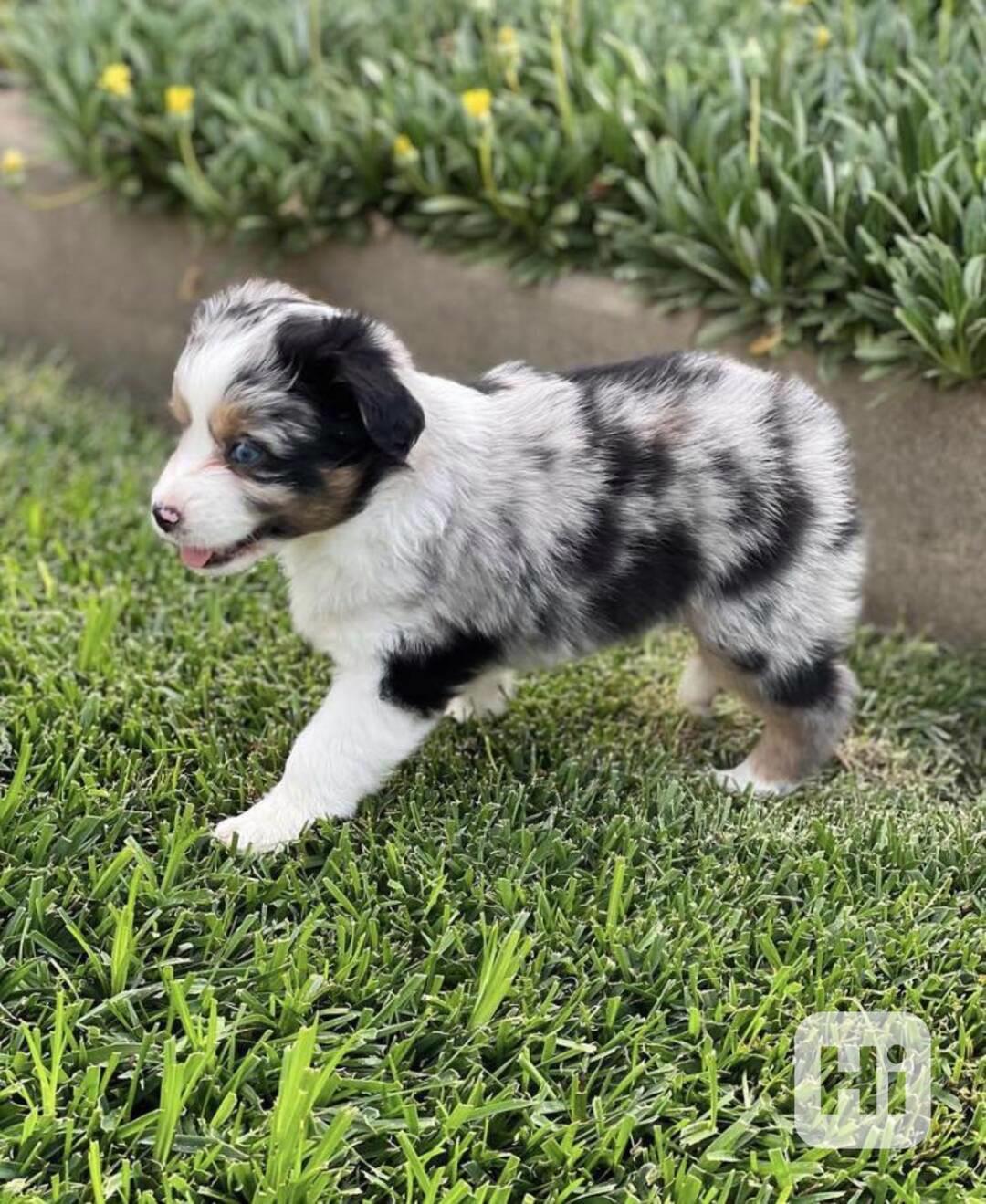 Ausztrál juhászkutya kölykök karácsonyra elérhetőek - foto 1