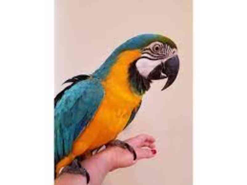 Modrý a zlatý papoušek ara - foto 3