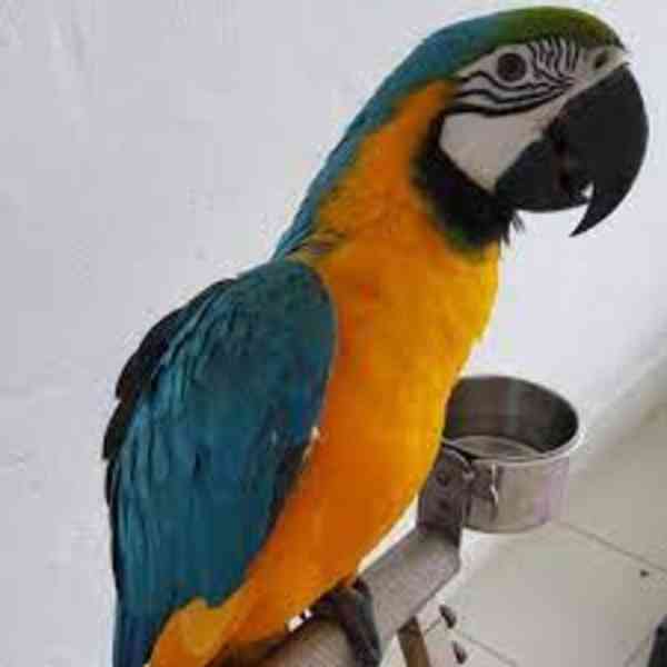 Modrý a zlatý papoušek ara - foto 2